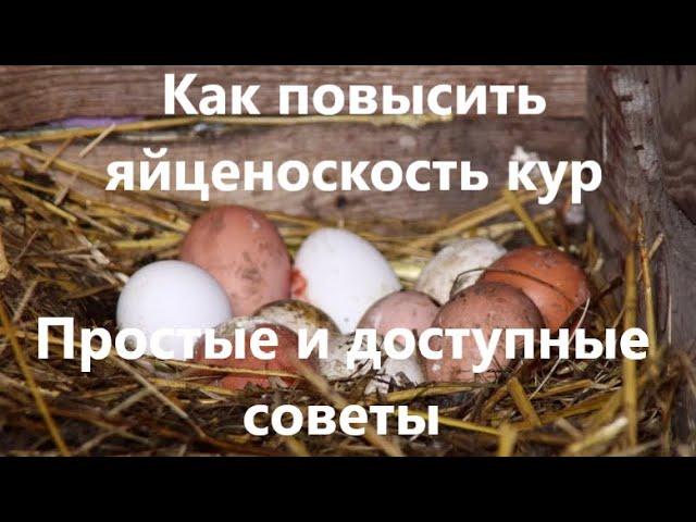 Как повысить яйценоскость кур. Простые и доступные советы.