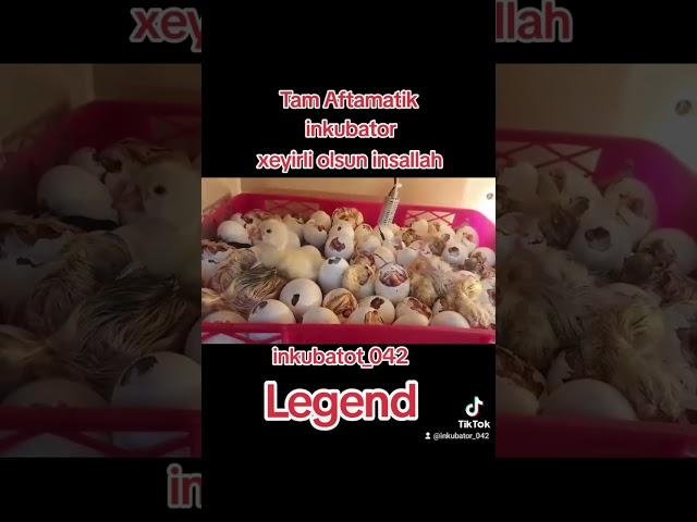 #shortvideo #inkubator #chatgpt #chatgptupdate #chicken #fypシ #viralvideo #keşfet #shortvideo