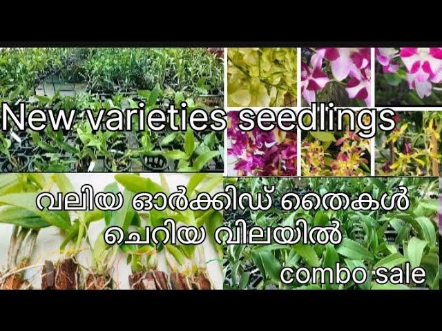 New varieties orchids| Dendrobium seedlings| combo offer sale