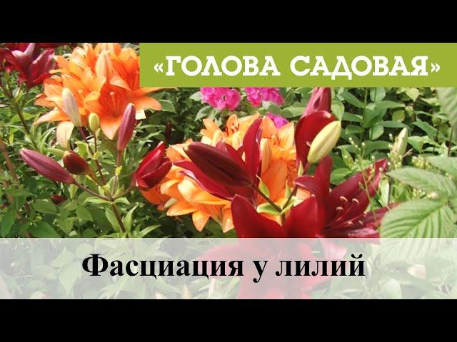 Голова садовая - Фасциация у лилий