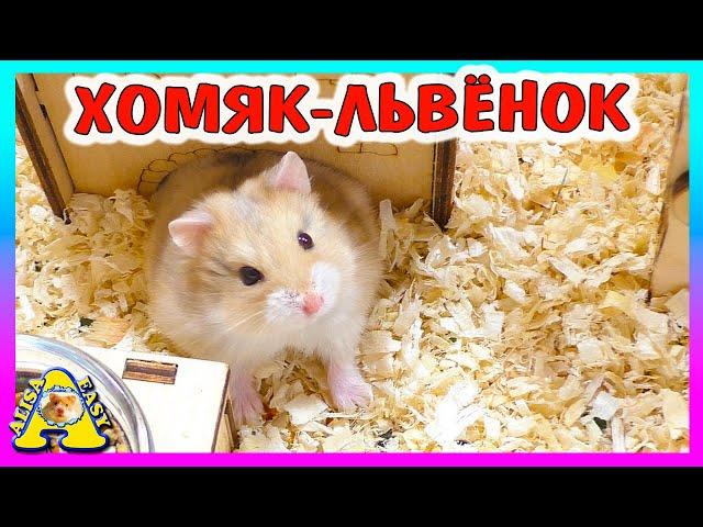 Реакция ХОМЯКОВ на новогодние ПОДАРКИ / ЗООПОКУПКИ /  дарю подарки хомякам / Alisa Easy Pets