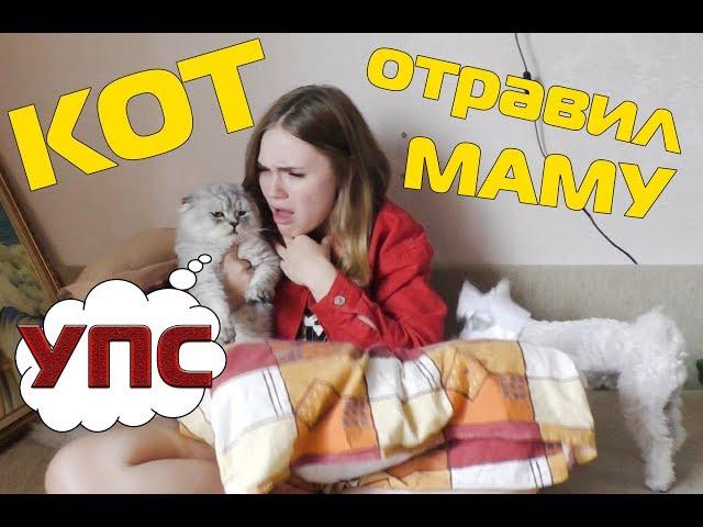 Кот Кевин отравил маму | у нас новая кошка?