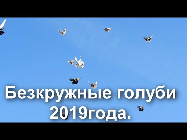 Безкружные голуби 2019 года.