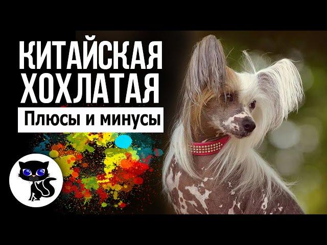  Китайская хохлатая собака плюсы и минусы.  Стоит ли заводить эту породу?