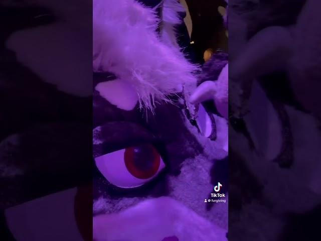 The wolf goes silly mode #furry #cosplay #fursuit