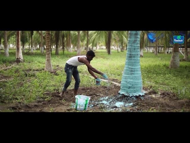 Thanjavur Disease (Tamil)