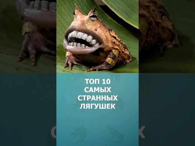 Топ-10 самых странных лягушек #шортс #топ10 #лягушки #ютубшортс #комарик #shorts #ytshorts #малышам