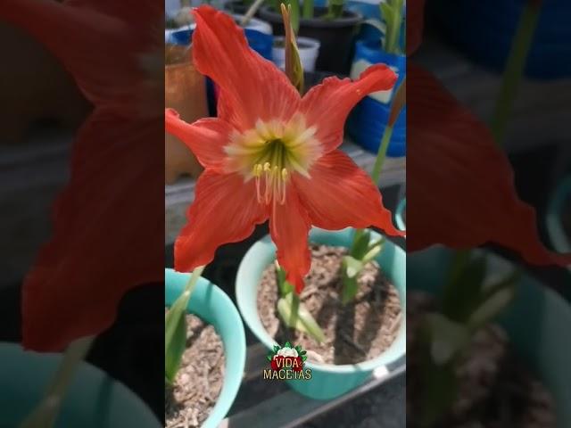 hippeastrum Puniceum  Floración  #Hippeastrum #Floracion #Jardineria #lirio #Amarilys