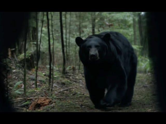 BACKCOUNTRY -  BEAR ATTACK SCENE (2015)