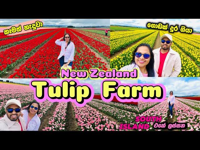 News Zealand Tulip Farm  එකකට යමු | South Island එක පුදුම ලස්සනක් | Vlog 07 W/ English sub