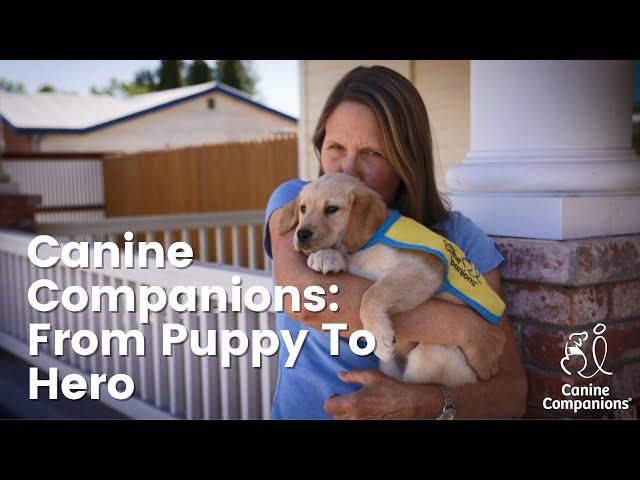 Canine Companions Service Dogs: From Puppy To Hero | Canine Companions