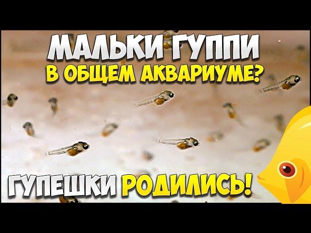 ГУППИ РОДИЛА МАЛЬКОВ! Мальки гуппи в общем аквариум 15.03.2017 | МАЛЬКИ