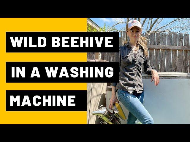 Wild Beehive in a Washing Machine