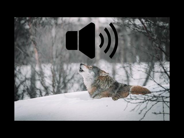 Wolf howl sound effect* DOWNLOAD IN DISC*