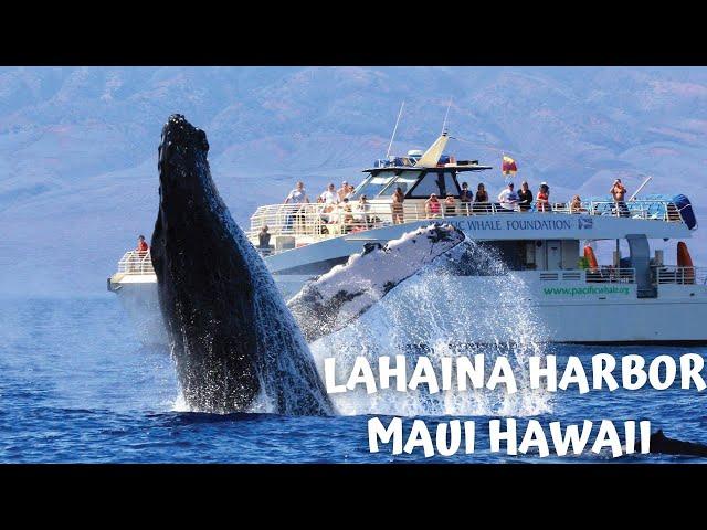 MAUI HAWAII | LAHAINA HARBOR | WHALE WATCHING | DINNER CRUISE | SAIL & SNORKEL