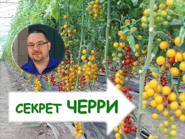 Как вырастить томаты черри? Секреты возделывания.