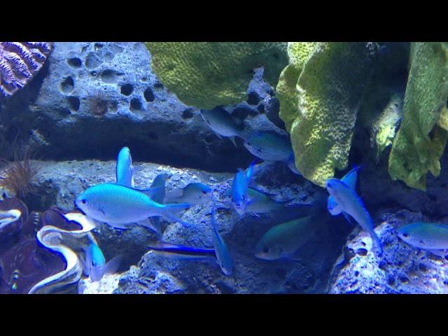 Siam Ocean World - [No Copyright Footages]