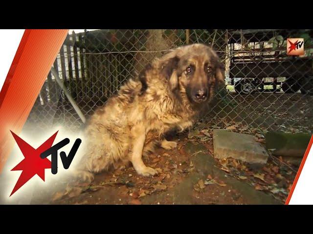 Hunde in Not – dramatische Zustände bei einem deutschen Hundehalter | stern TV