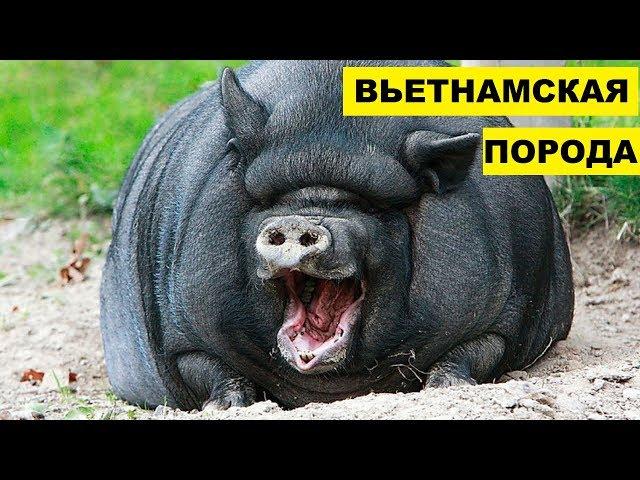 Разведение свиней вьетнамской породы как бизнес идея | Вьетнамские свиньи