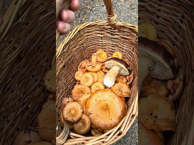 A basket full of mushrooms#fungi #foraging #boletus #jelena#gljive#lactariusdeliciosus