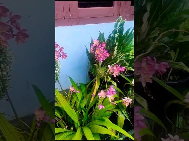 #shortsvideo #ytshorts #nature #gardentour #trendingshorts
