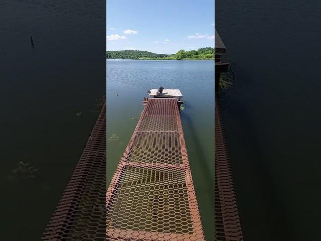 Собака которая боится воды. Приколы