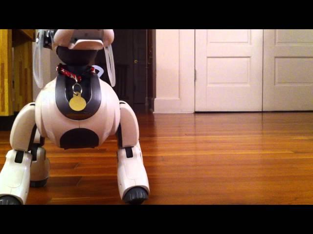 Aibo ERS-7m3 and Zoomer Robot Dog