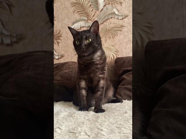 #cat #catlover #funnycats #котенок #кеша #любимыйкот #кот #котики #котище