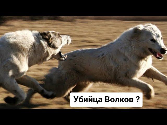 АЛАБАЙ ПРОТИВ ВОЛКА ! Убийца волков...