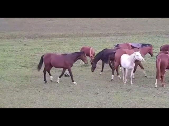Honey Badger killed by Horse