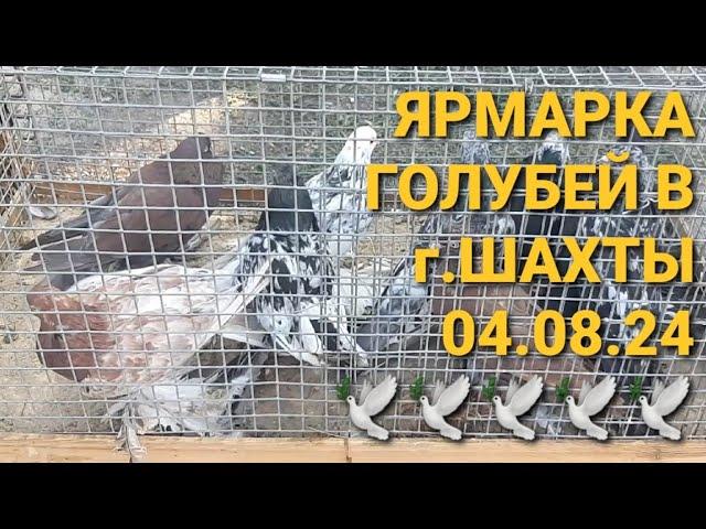 Ярмарка голубей в г.Шахты Ростовской области. Птичий рынок 04.08.24. Bird Market. Pigeon Fair. 鸽子.