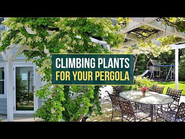 5 Best climbing plants for pergola  Suitable for growing on Pergola 