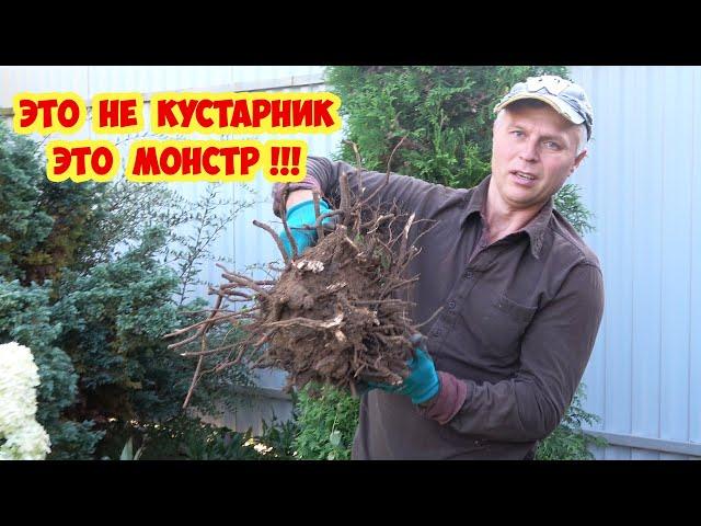 Насажали мусор - теперь выкапываем! Самый ужасный кустарник для сада. Выкопать невозможно!