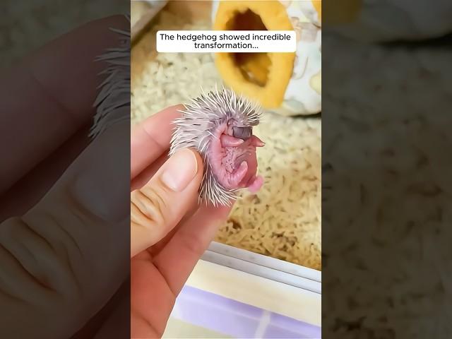 The girl adopted baby hedgehog in her house #shorts