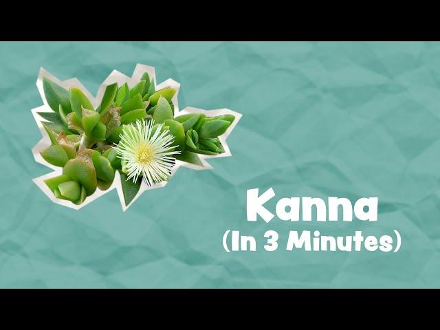 "Natural MDMA" ? | Kanna Explained In 3 Minutes