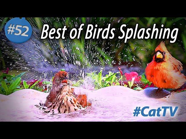 Best of the  Bird Bath  Videos for Cats to Watch #cattv #splashing #birdbath #BirdTV