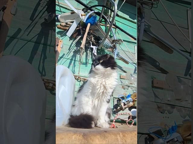 Кот Кузя пушистая статуя #cat #домашниеживотные #кот