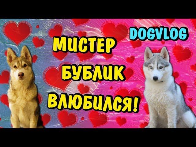 МИСТЕР БУБЛ ВЛЮБИЛСЯ! 10000 ПОДПИСЧИКОВ! НАРЯЖАЕМ ЕЛКУ! Говорящая собака