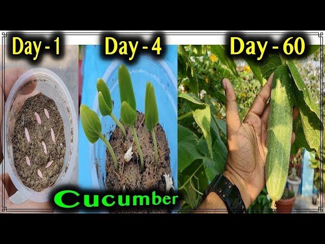 Best method to grow Cucumber Plants from seeds at home - From seedlings to harvesting 60 days update