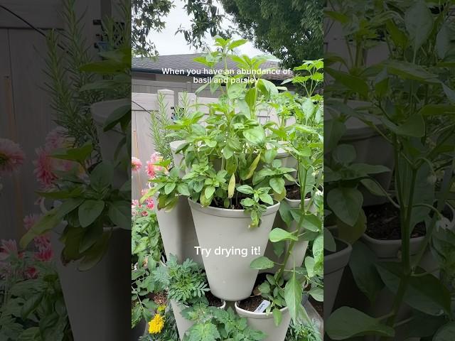 How to dry herbs quickly. #gardening #basil #herbs #abundance #garden #parsley #diy