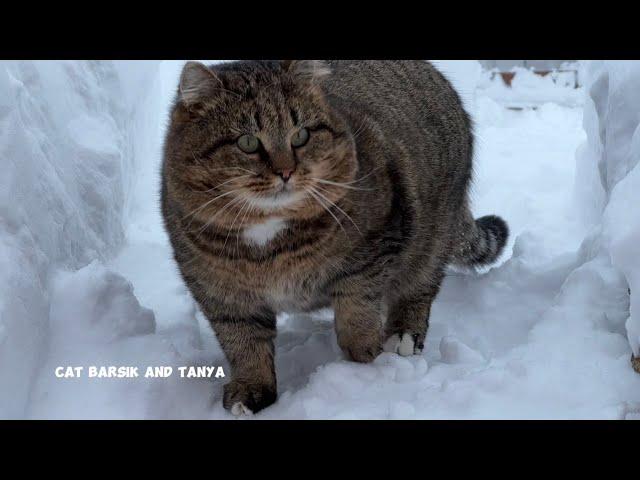  Самый красивый котик в мире  Барсик The most beautiful cat in the world Barsik