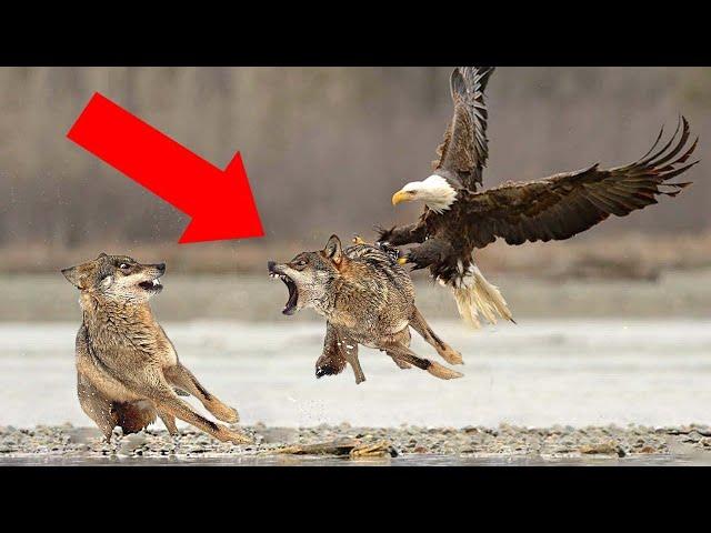 How Killer Eagles Catch Wolves? - Eagle Attacks Caught on Camera