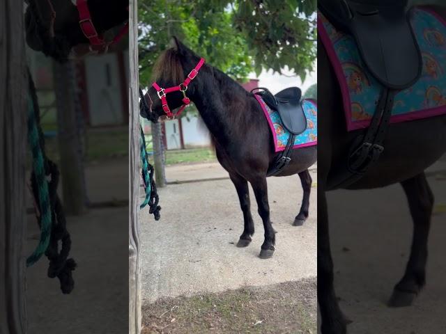 DIY Paw Patrol Saddle Pad on Jasper McTavish - Mini Horse #minihorse #equestrian #saddlepad