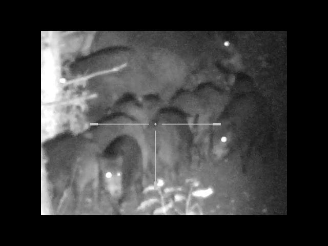 Охота на кабана с вышки 15.10.2021 с ночным прицелом  Yukon Photon RT 4.5x42 _ кабаны убежали