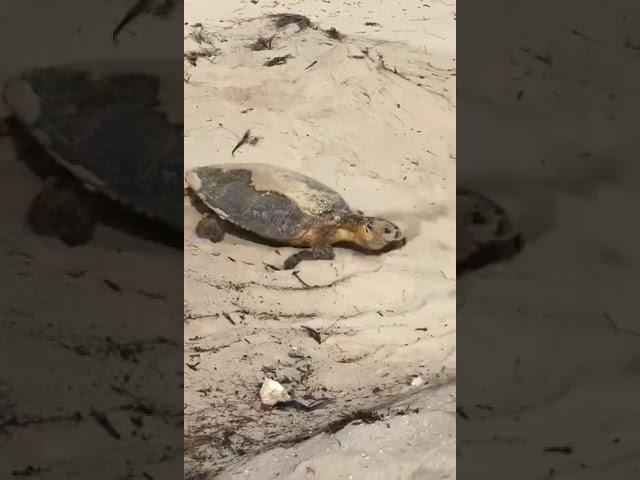 Turtles close up #turtlesquad #shortsfeed #marine #trending #viral #tortoise #beach #tortoise