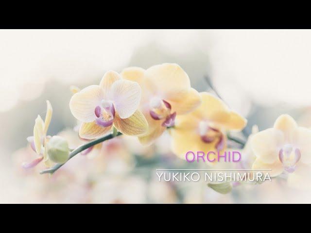 Orchid / Yukiko Nishimura