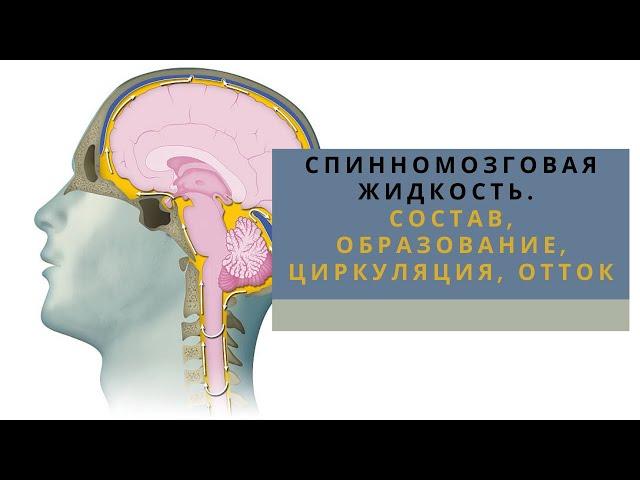 СПИННОМОЗГОВАЯ ЖИДКОСТЬ │ Состав, образование, циркуляция, отток, функции.