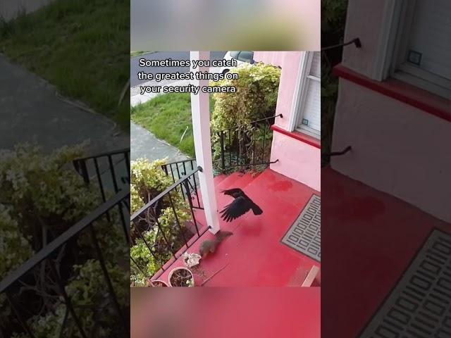  Porch Camera Captures Epic  Crow vs ️ Squirrel Battle Over Food ️ #crow #corvids #crowbuddy