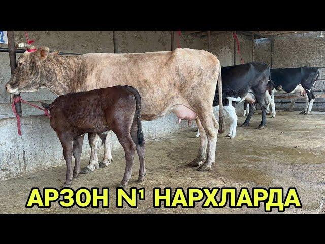 АКМАЛ АКАДАН 5 ТА РУЗГОРБОБ СУТЛАРИ КУП СИГИРЛАР СОТИЛАДИ N¹ ИШОНЧ SIGIRLAR NARXI 20 сентября 2024 г