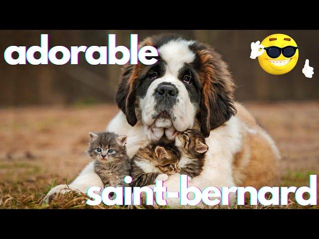 Best Funniest Saint Bernard Video's of 2022 - Funny and Cute Dogs Videos!